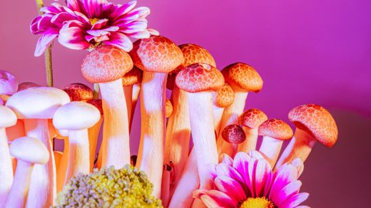 Truffle Sessions: A Contemporary Approach to Psychedelic Healing